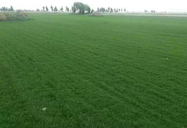 草皮護(hù)坡技術(shù)特點(diǎn)及施工流程